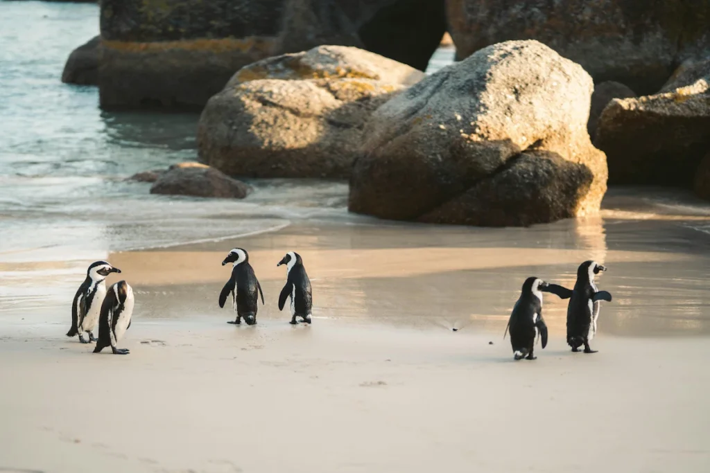 Boulders Beach Penguins
