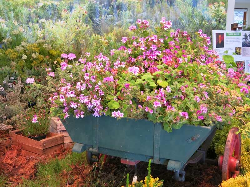 Fernkloof Flower Show