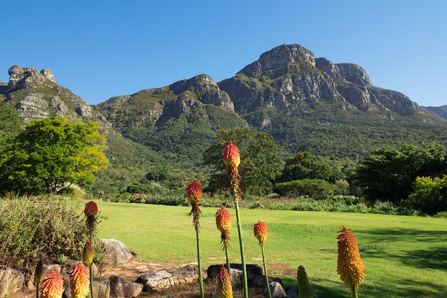 Kirstenbosch Botanical Garden wildflowers