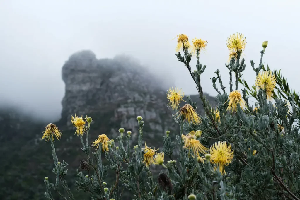 Kirstenbosch Botanical Gardens