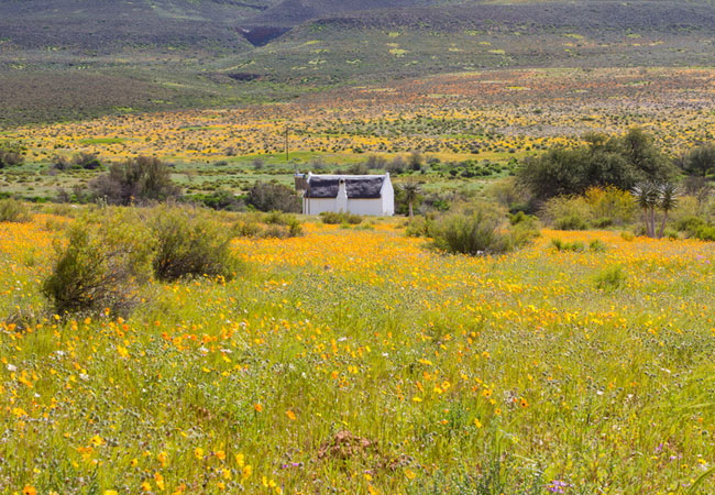 renosterveld