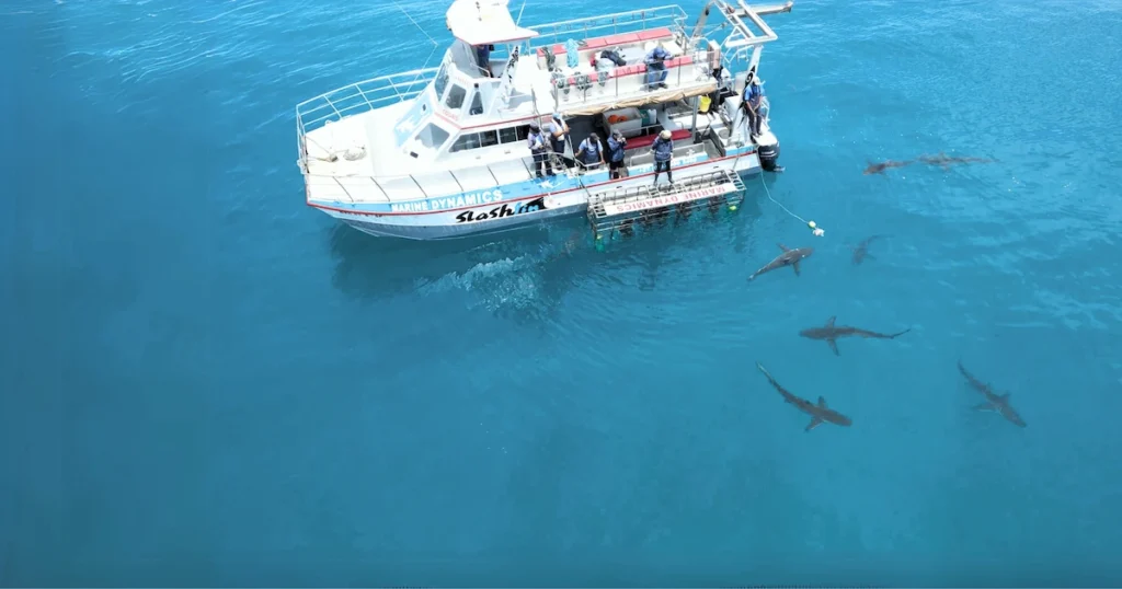 Shark Cage Diving - Cape Town