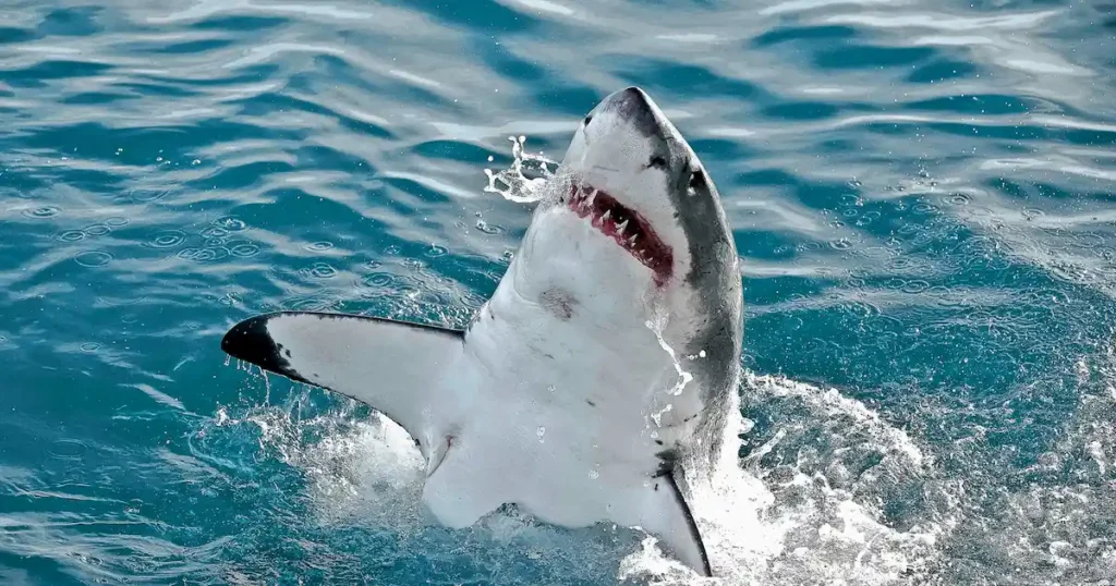 Shark Cage Diving in Gansbaai