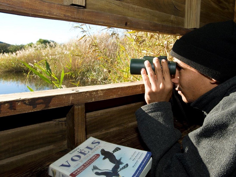 Birdwatching