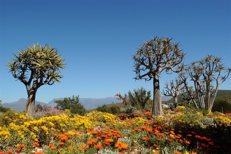 Karoo Desert National Botanical Garden Worcester