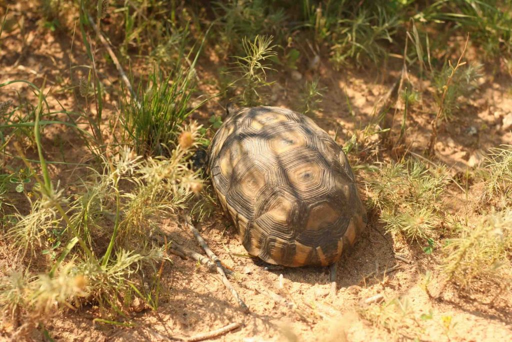 Wildlife