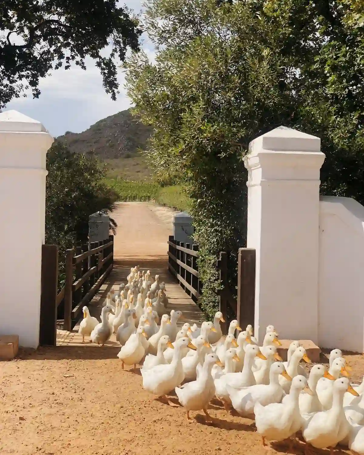 Babylonstoren Ducks - Spring Day Trips Near Cape Town