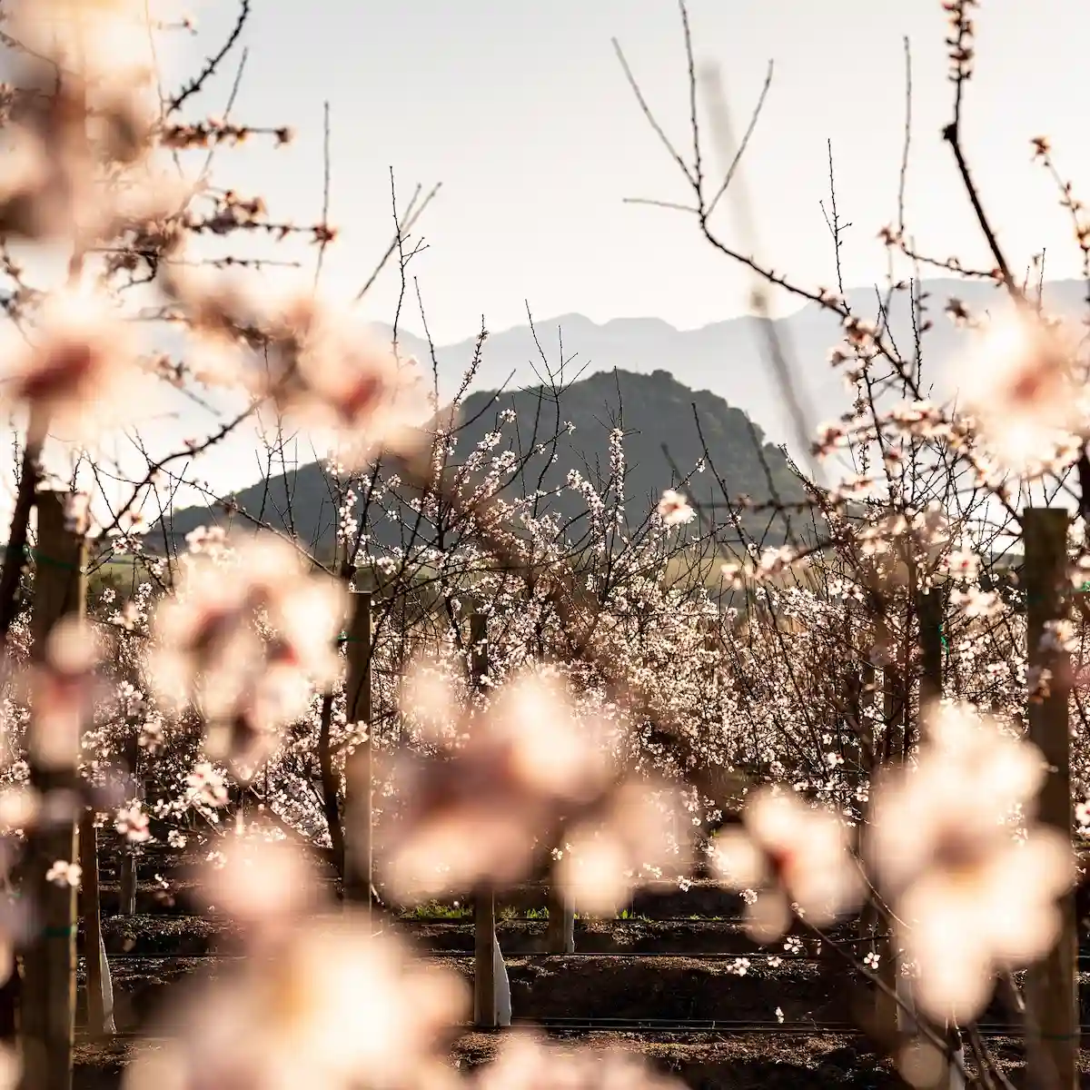 Blossoming Fruit Trees at Babylonstoren - Cape Town Spring Day Trips