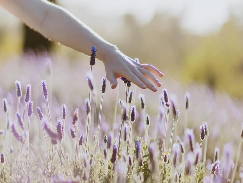 Canettevallei Lavender Farm - Cape Town Spring Activities