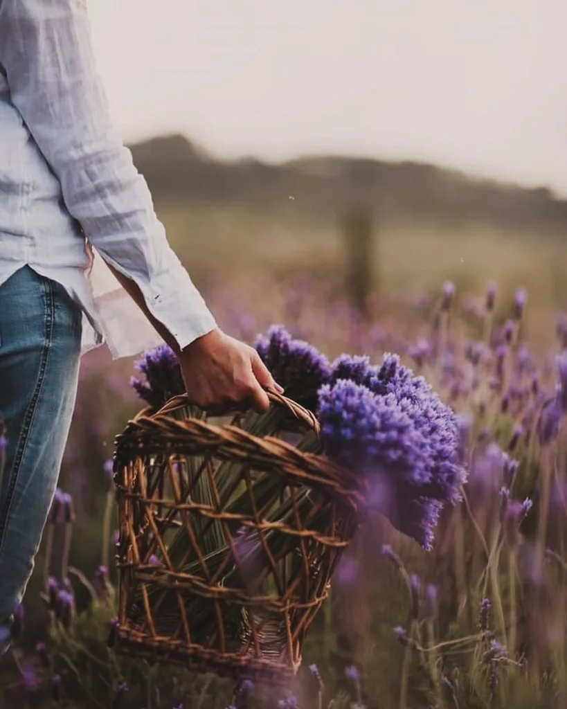 Cape Town Spring Activities - Lavender Picking