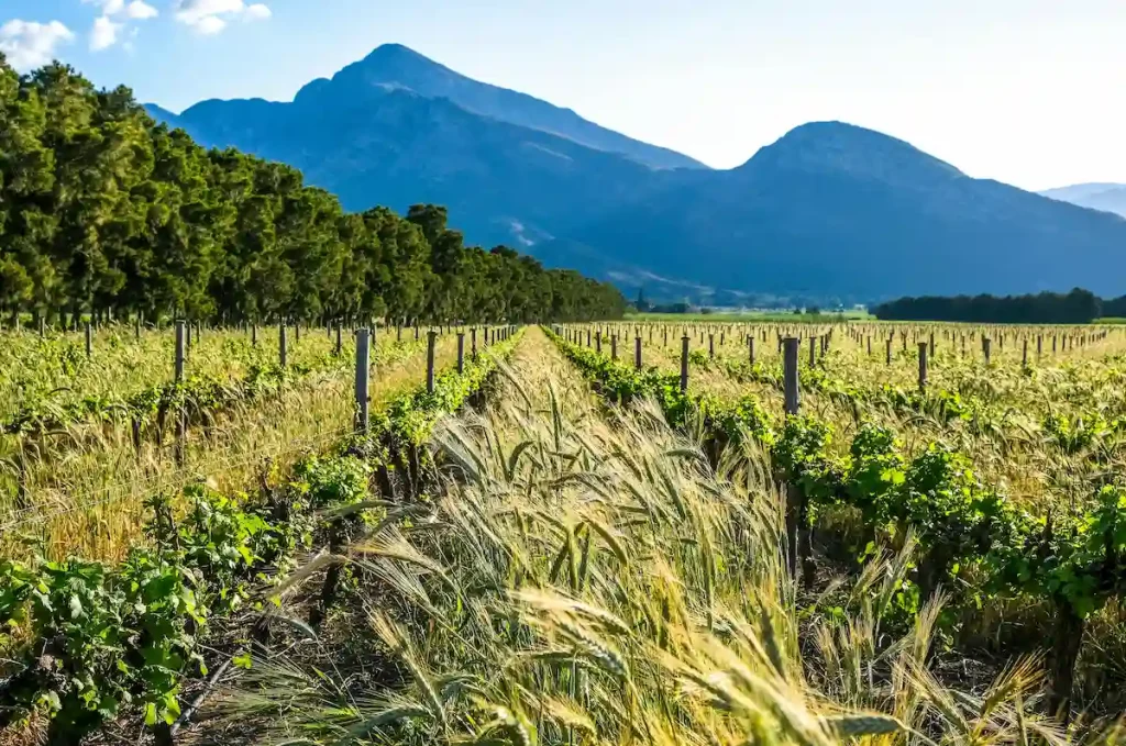 Cape Town Spring Day Trips