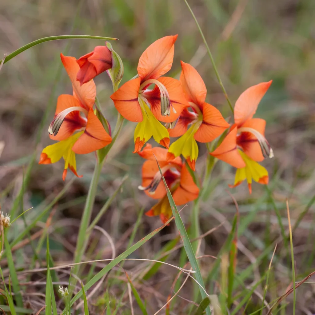 Gladiolus Flowering - Spring Activities in Cape Town
