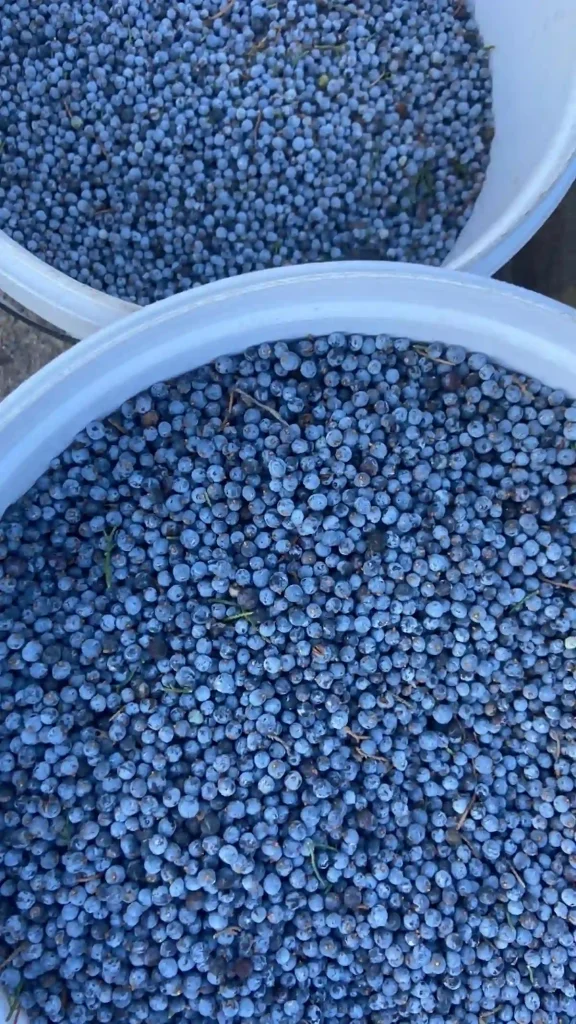 Juniper Berries - Cape Town Spirit Tasting