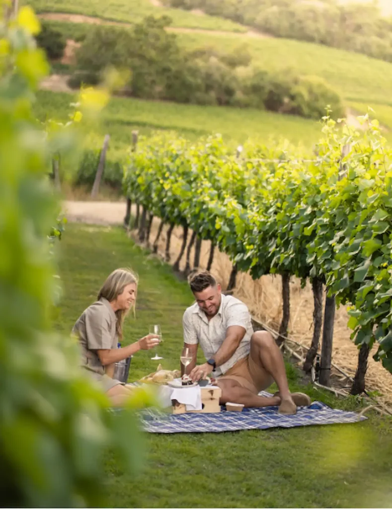Laborie Vineyard Picnic - Cape Town Picnic Spots