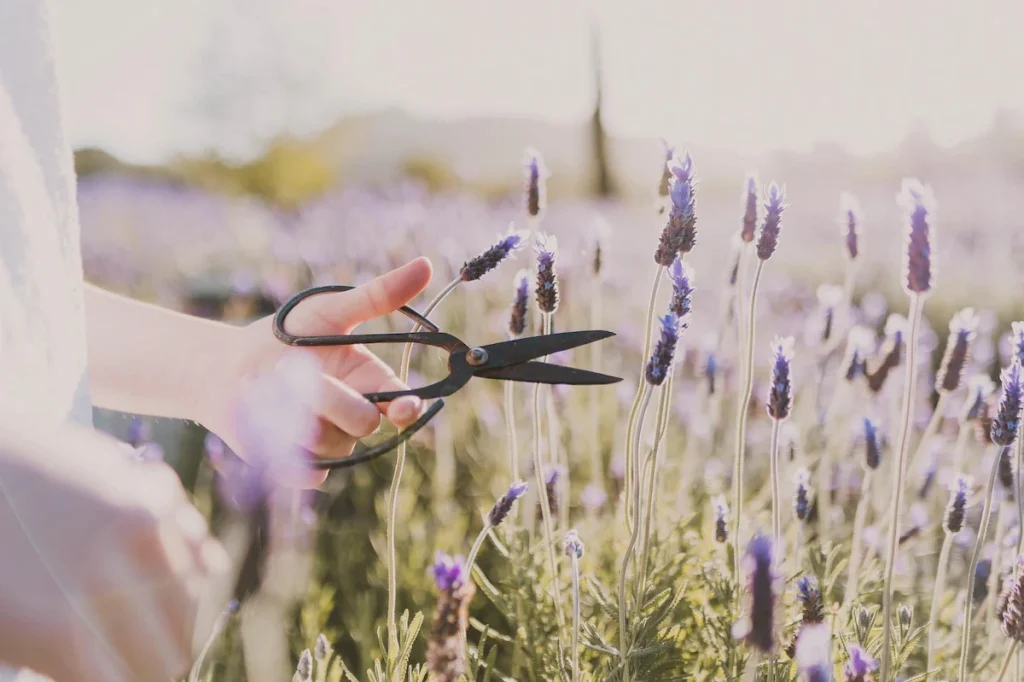 Lavender Picking in Spring - Cape Town Spring Activities