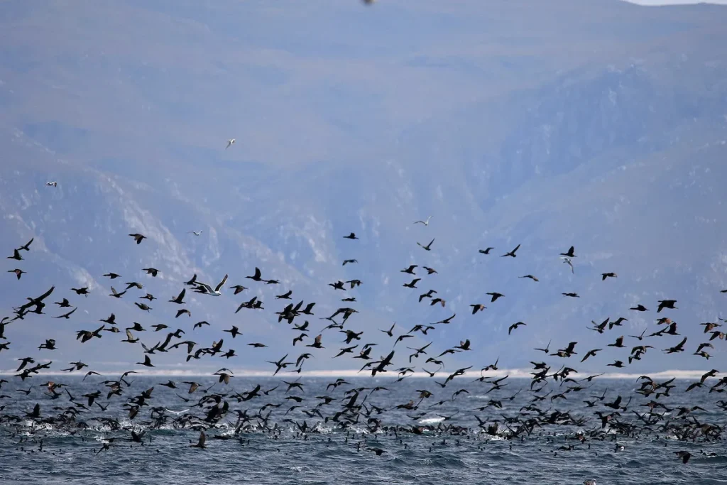 Sea Bird Life in Hermanus - Cape Town Spring Activities