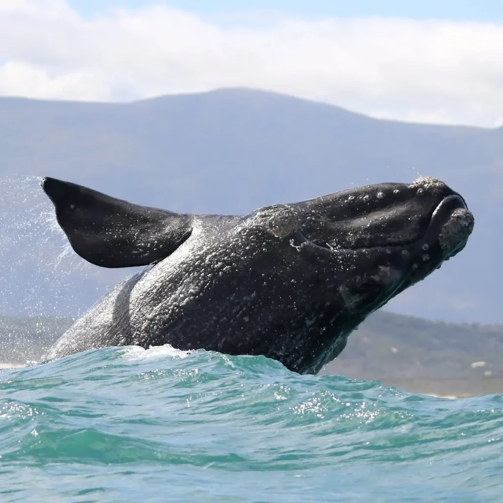 Southern Right Whale Breaching - Hermanus