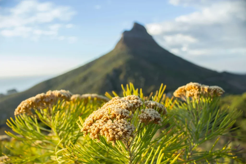 Spring Activities in Cape Town