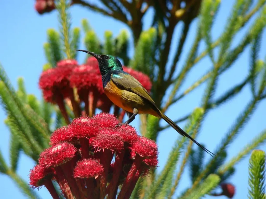 Spring Activities in Cape Town - Orange Breasted Sunbird in Harold Porter