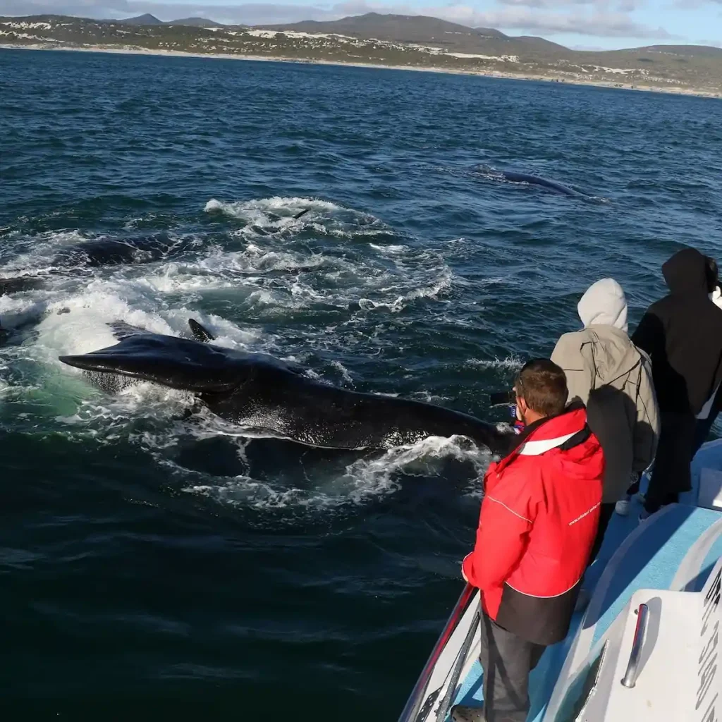 Spring Activities in Cape Town - Whale Watching