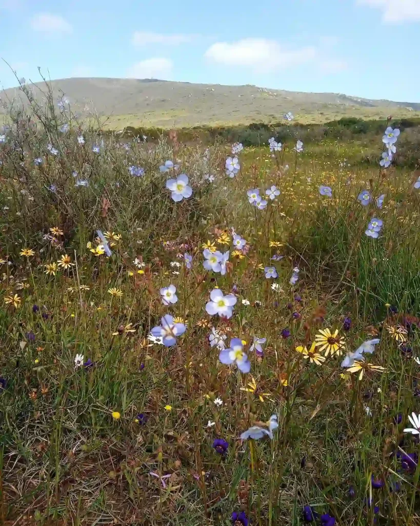 Spring Wildflowers in Darling - Cape Town Spring Activities