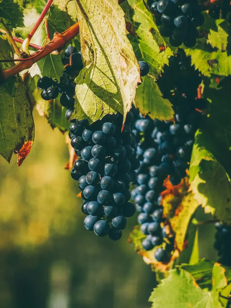 Stellenbosch Wine Route - Cape Town Spring Day Trips