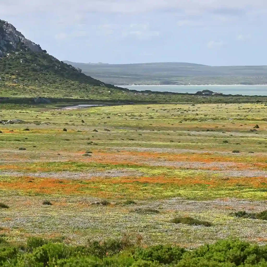West Coast Wild Flowers - Cape Town Spring Day Trips