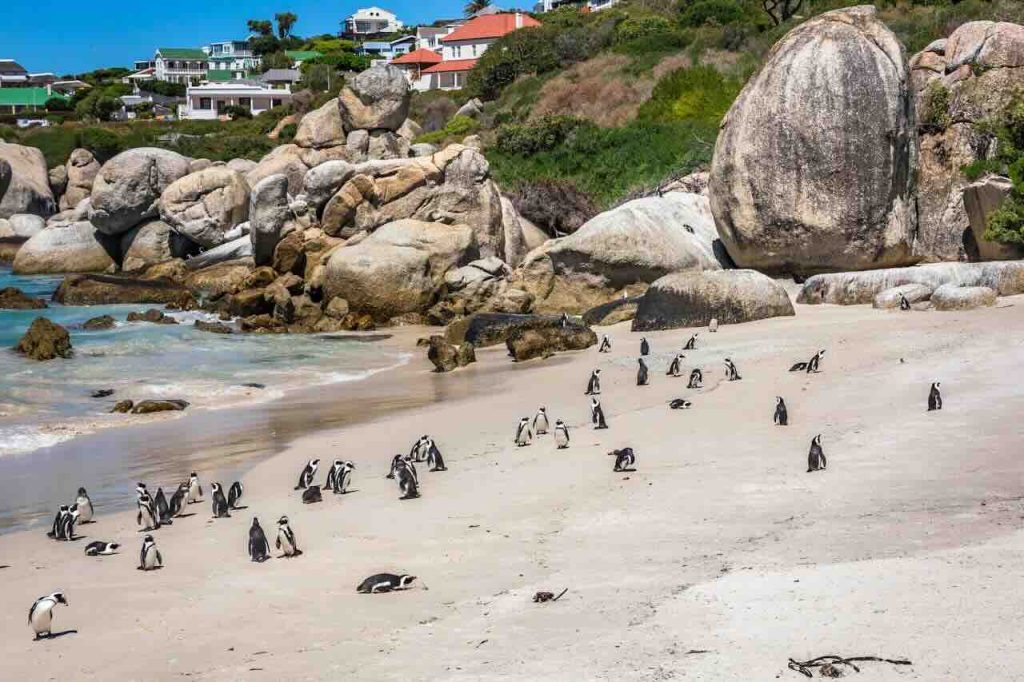 Boulders Beach (near Simon’s Town)