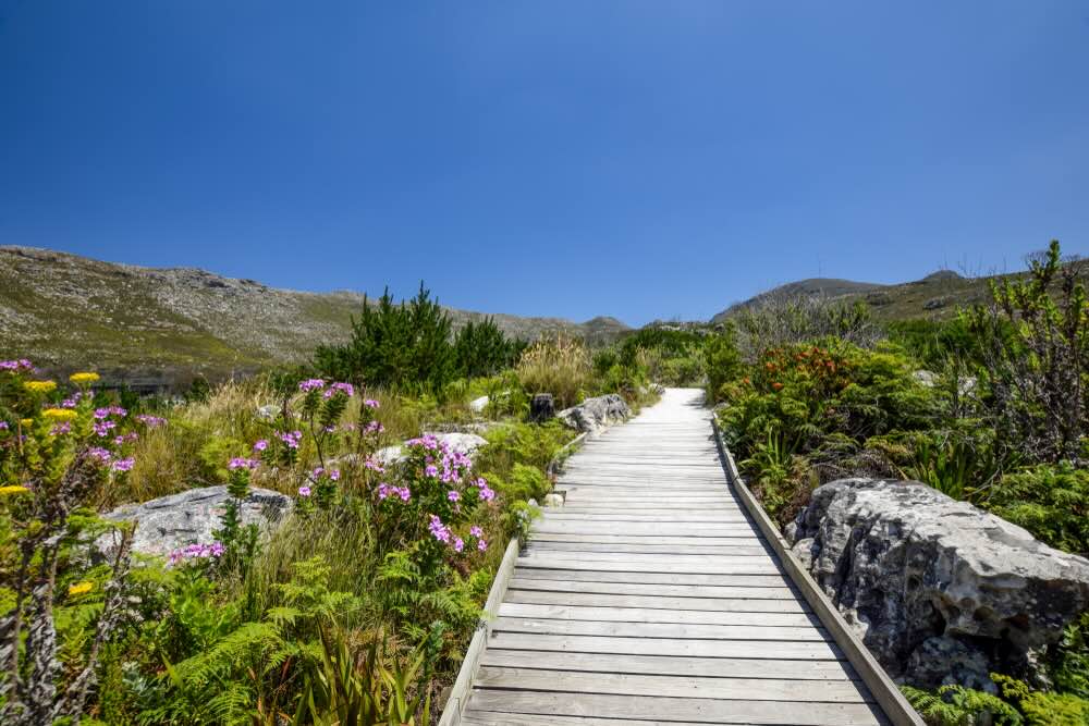 Day 5: Nature’s Playground - An epic 10 day cape town itinerary