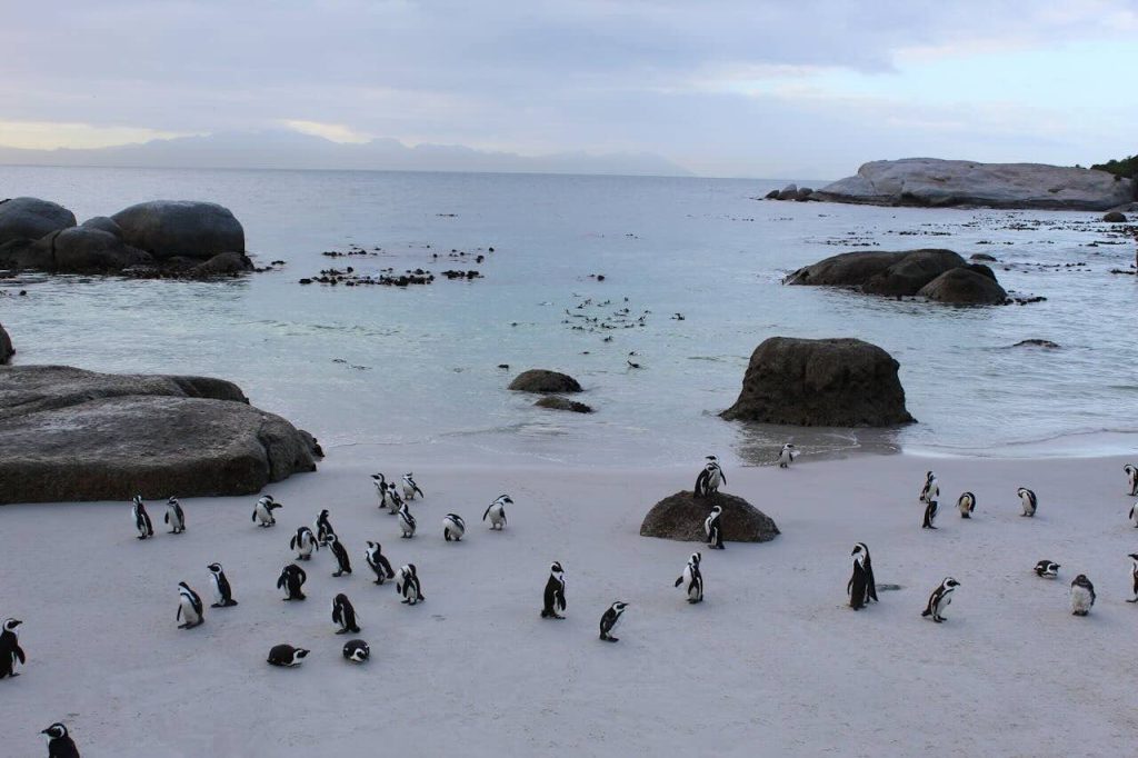 Day 5 of A Cape Town Itinerary That Kids Will Love – Penguins, Oceans & Cape Point
