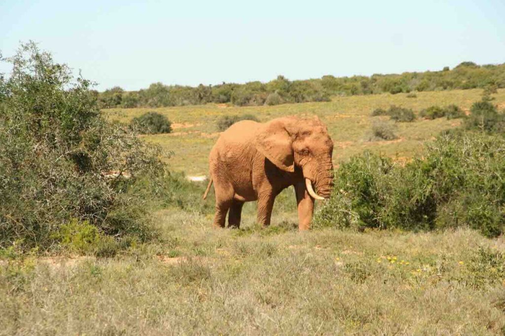 Day 7 – The Grand Finale: Addo Elephant National Park & Jeffreys Bay