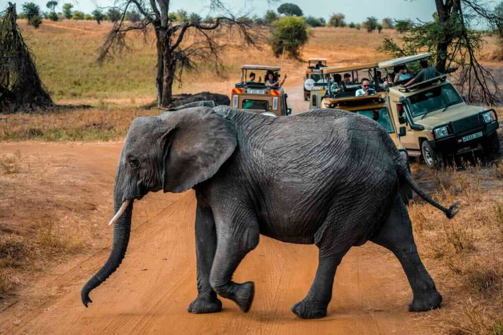 Day 9: Wildlife & Wine