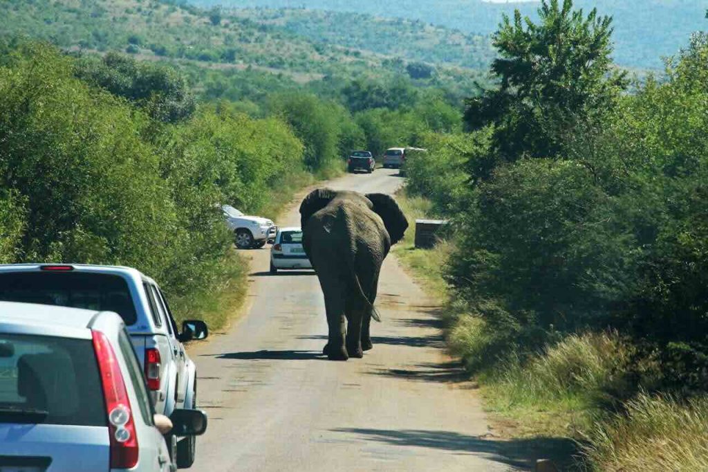 Day 9 – Safari and Wine Country