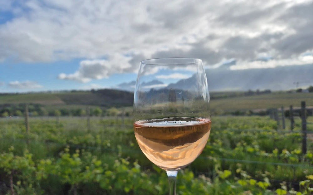 Webersburg Rose