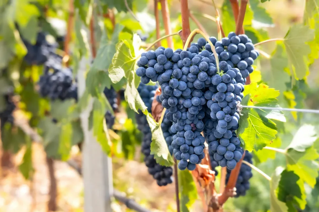 Cape Town Wine Farms You Can’t Miss