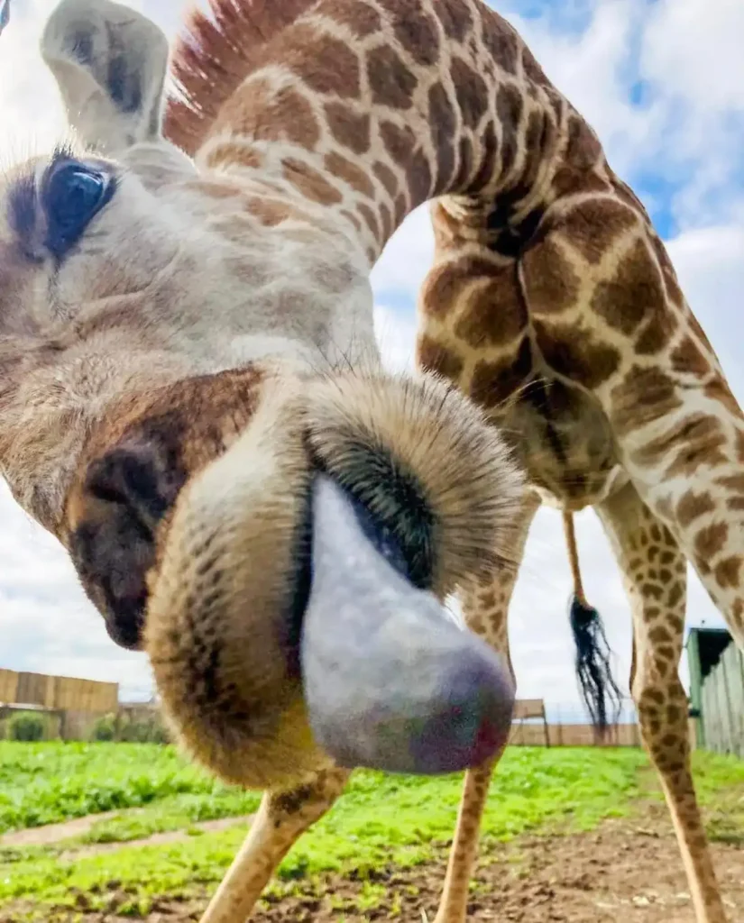 Close Up of Giraffe - Unusual Things to do in Cape Town
