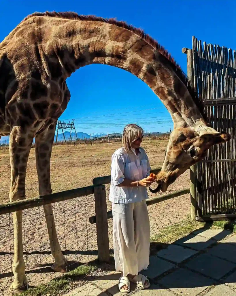 Giraffe Feeding at Giraffe House - Hidden Gems in Cape Town