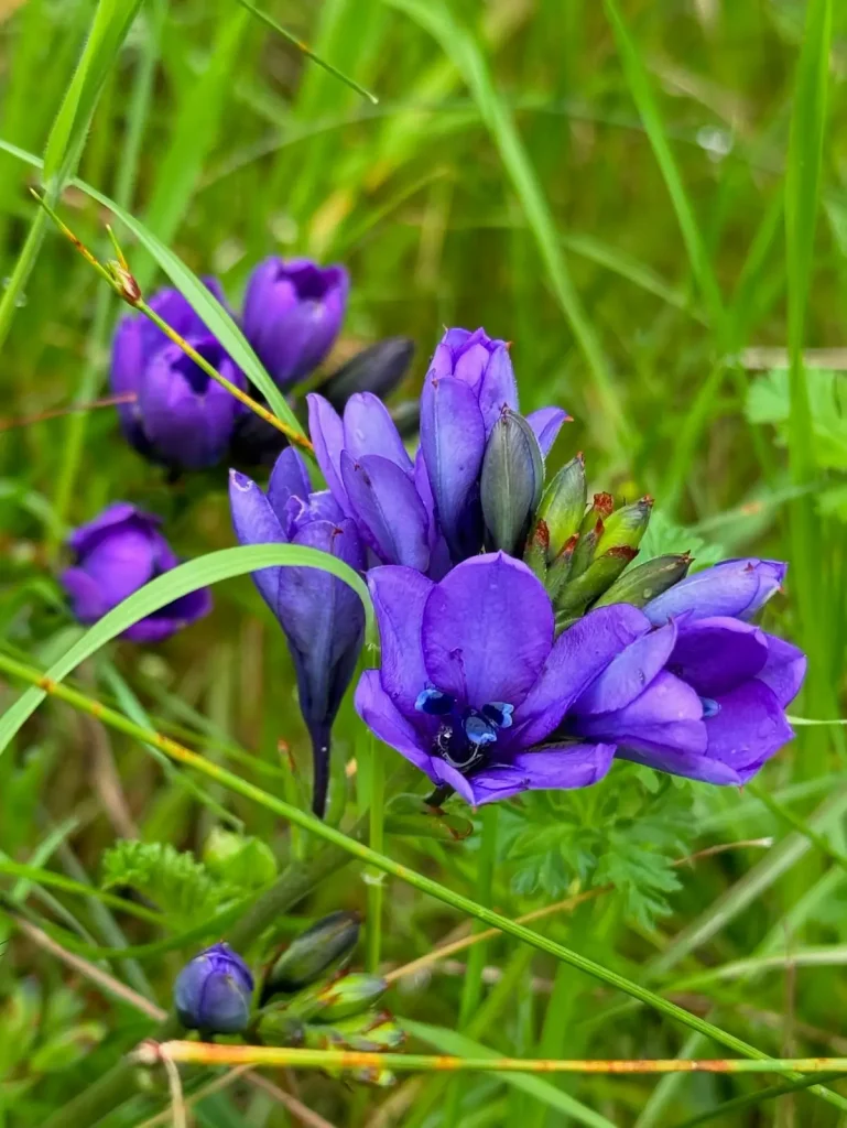 Indigenous Flowers in the Stellenbosch Botanical Gardens - Unique Cape Town Experiences
