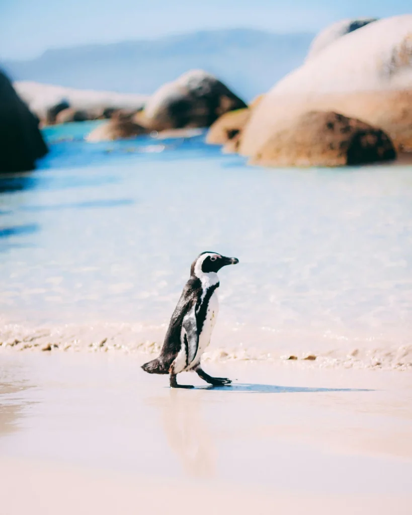 Penguin on Boulders Beach - 7 Day Cape Town Itinerary