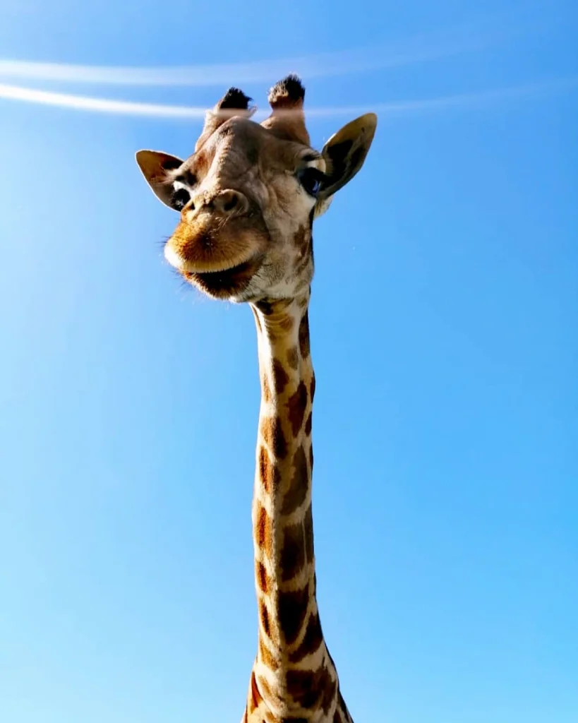 Portrait of a Giraffe - Unusual Things to do in Cape Town