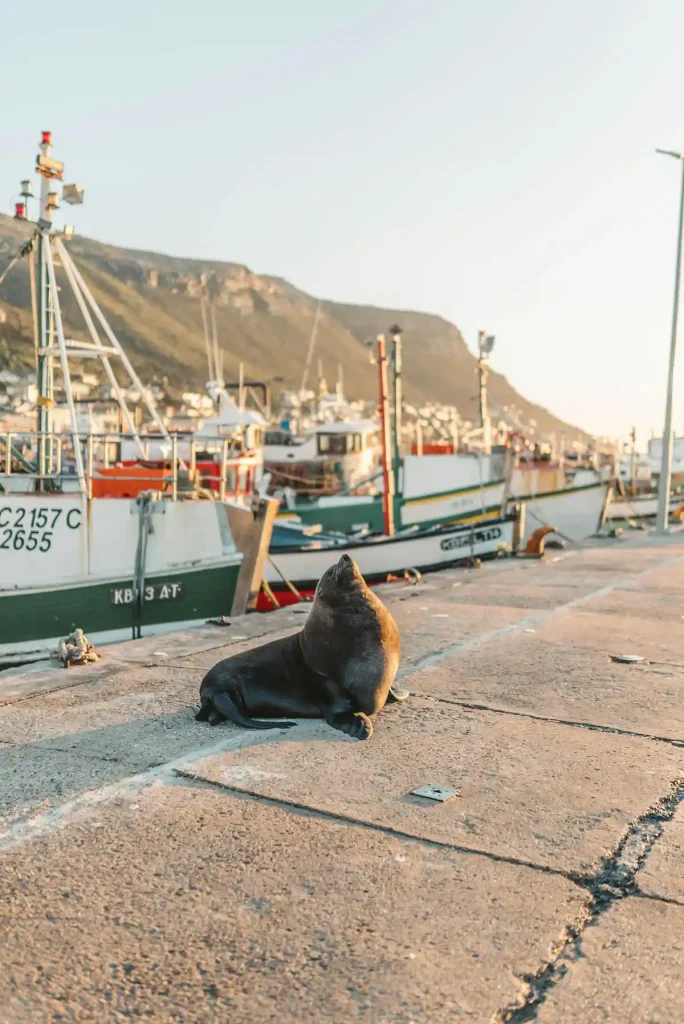Seal at Harbour - Cape Town