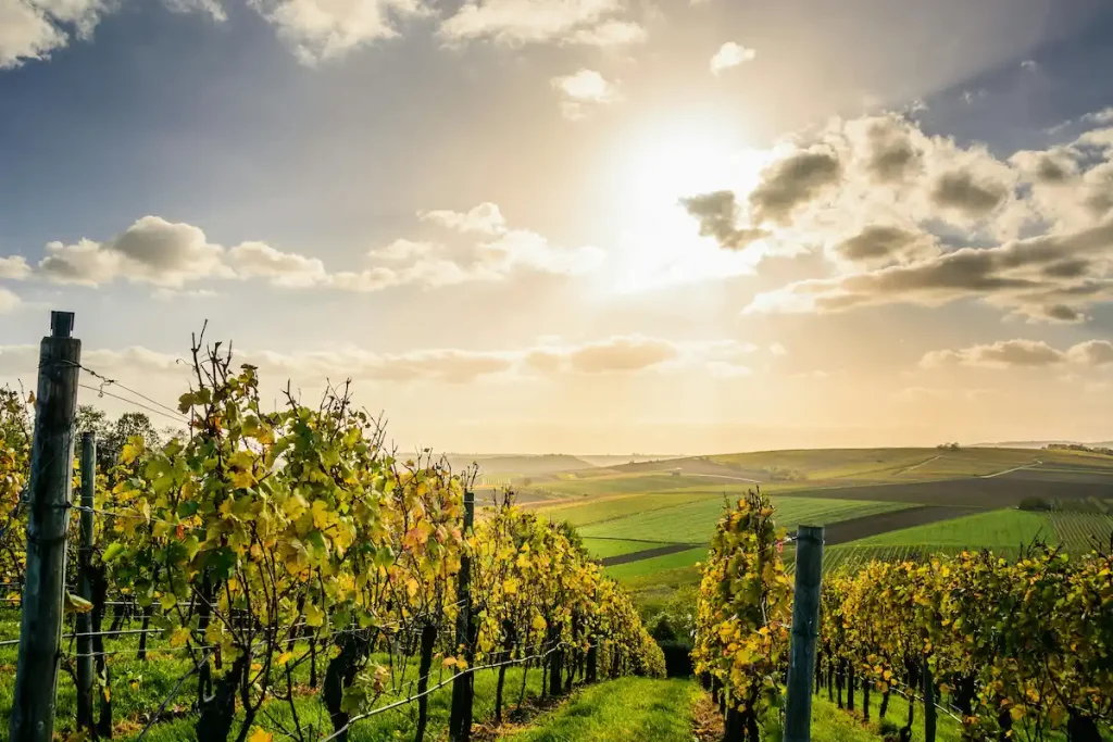 Stellenbosch vs Franschhoek: Pick Your Winner