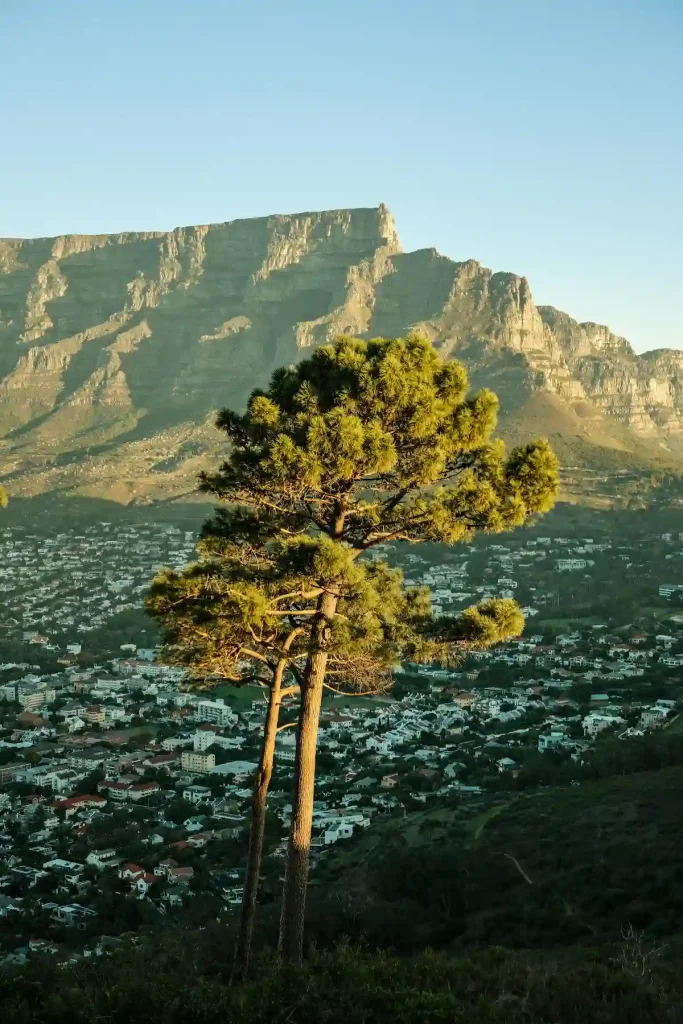 Table Mountain - Cape Town Itinerary