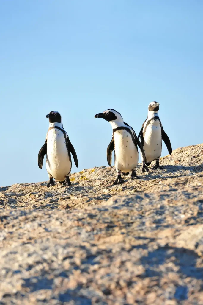 Three Penguins on Boulders Beach - 3 Days in Cape Town