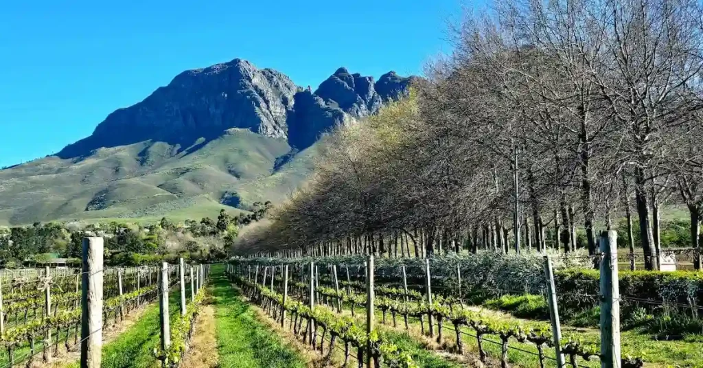 Vineyards and Helderberg Mountain - Somerset West Wine Route