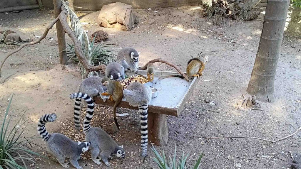 Wildlife Sanctuary and Monkey Park