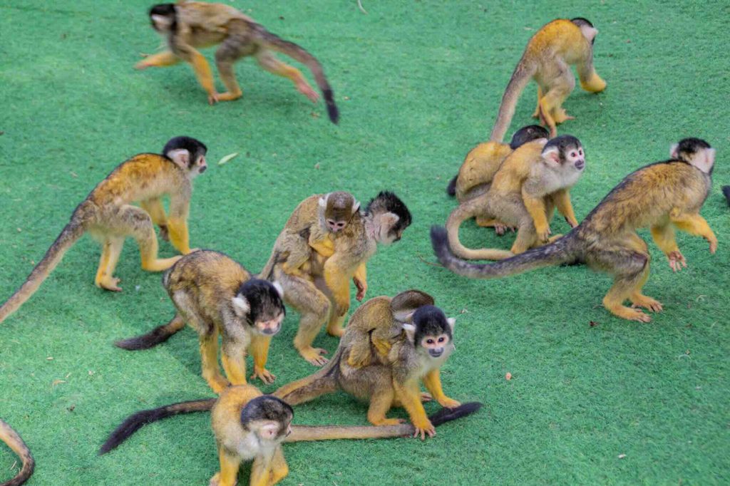 Wildlife Sanctuary and Monkey Park