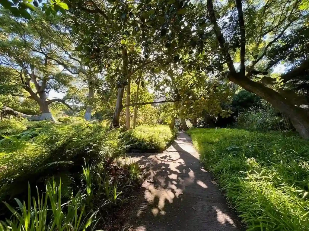 Arderne Garden Path - Free Things to do in Cape Town