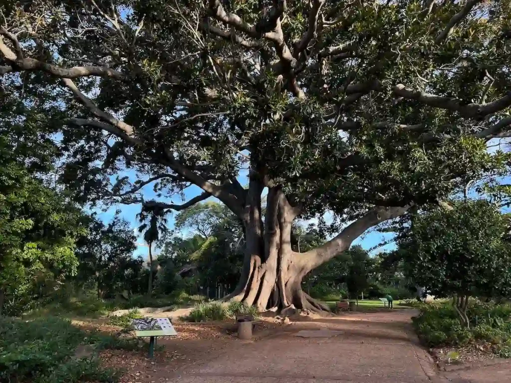 Arderne Gardens - Free Things to do in Cape Town