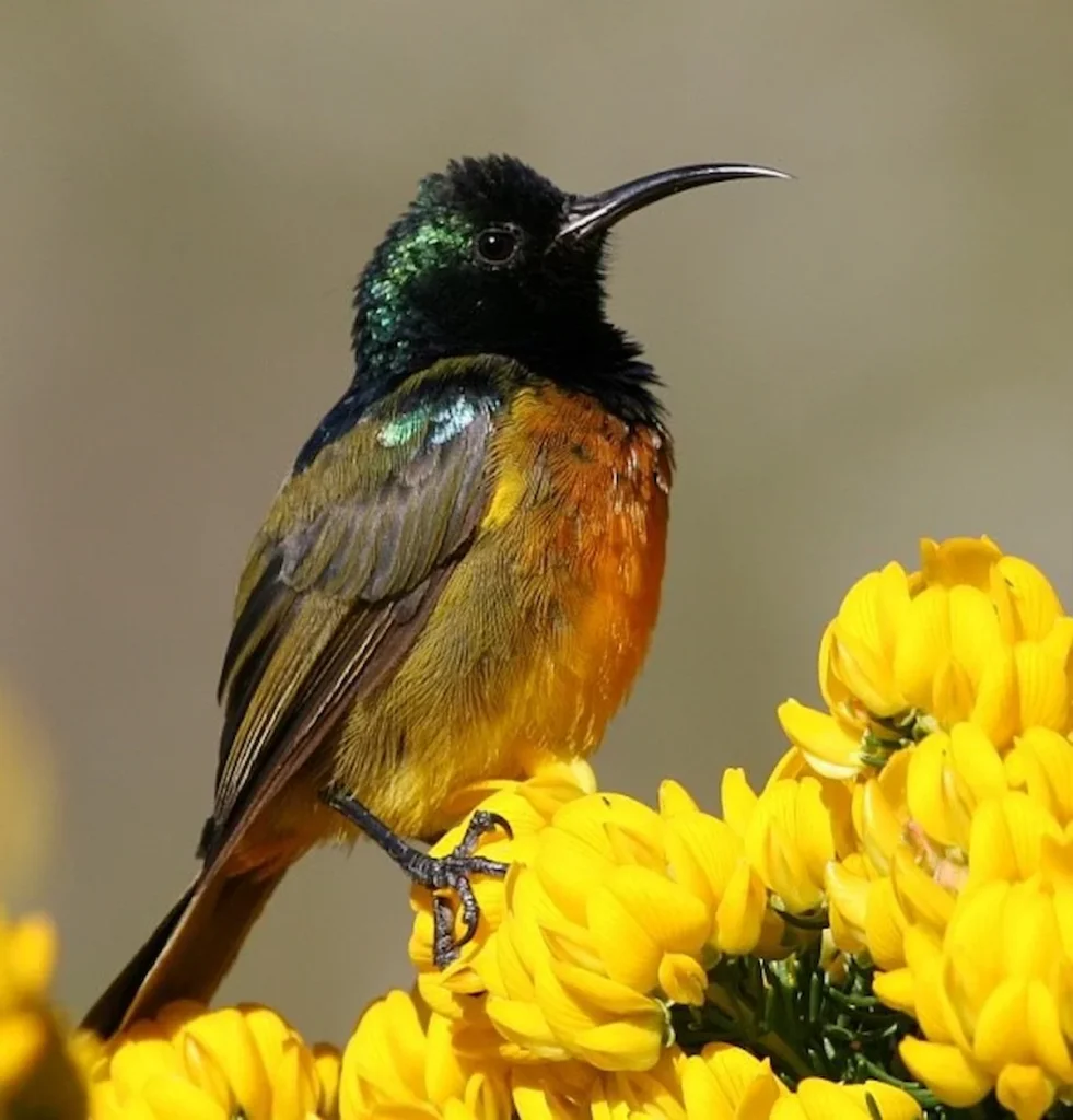 Bird on a Flower - Picnic Spots Near Cape Town 